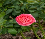 2020 09 01 LyndaleParkRoseGarden 036